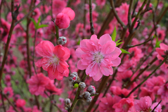 桃花