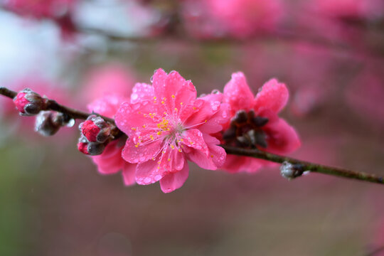 桃花