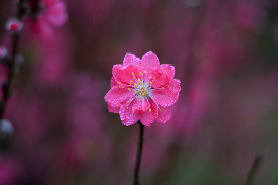 桃花