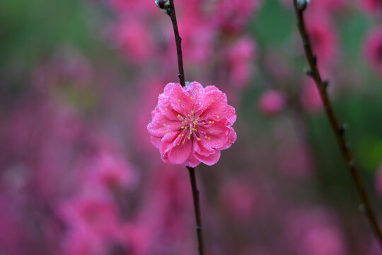 桃花