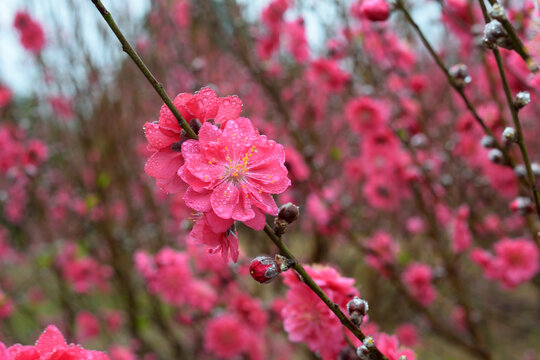 桃花