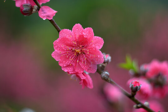 桃花