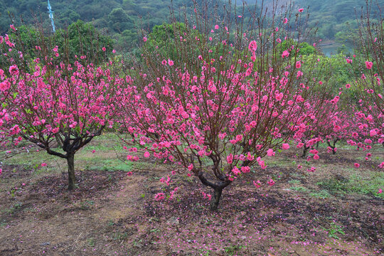 桃花