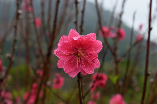 桃花