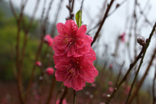 桃花