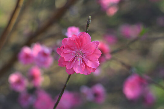 桃花