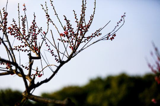 红梅花开