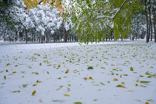 寒冬下雪大雪大寒小寒雪松雪枝