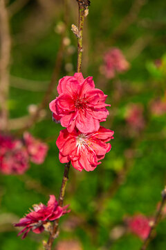 桃花