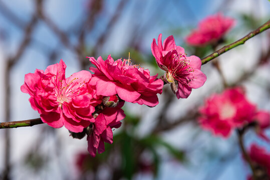 桃花盛开花朵