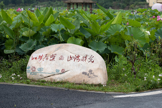 夏日荷花池里荷花绽放荷花花朵