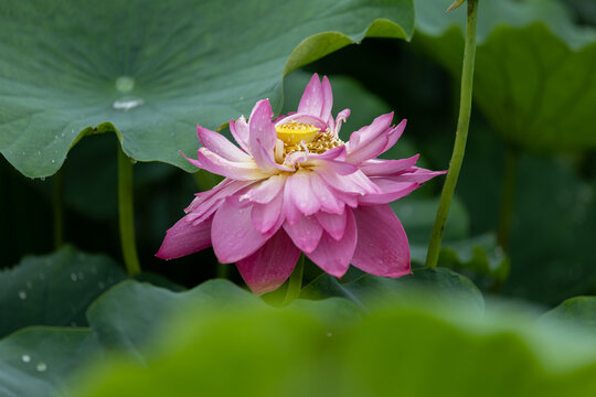 夏日雨后荷花绽放特写