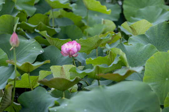 夏日荷花绽放特写