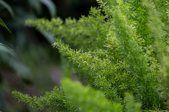 非洲天门冬植物