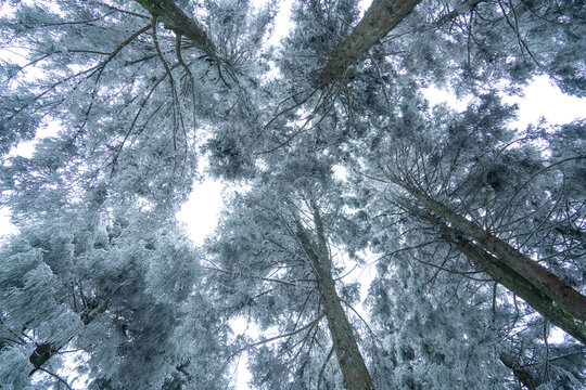 重庆下雪的仙女山