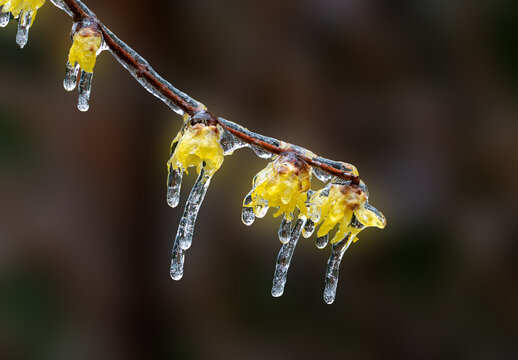 冻雨中的腊梅花