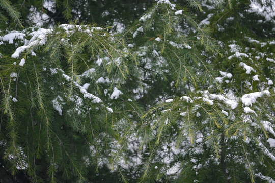 雪天下的松树