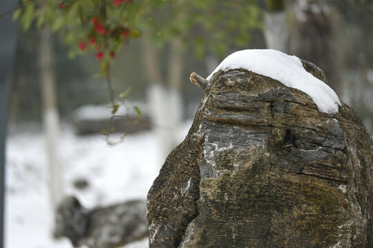 雪后的景观石