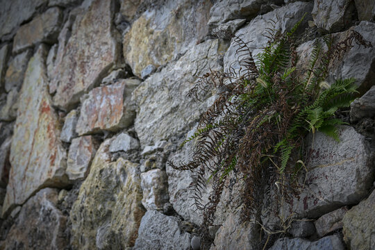 岩石上生长的蕨类