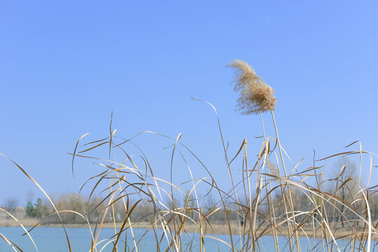 湖边芦苇