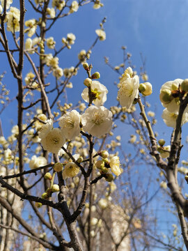 白梅花