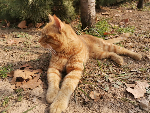 橘猫流浪猫