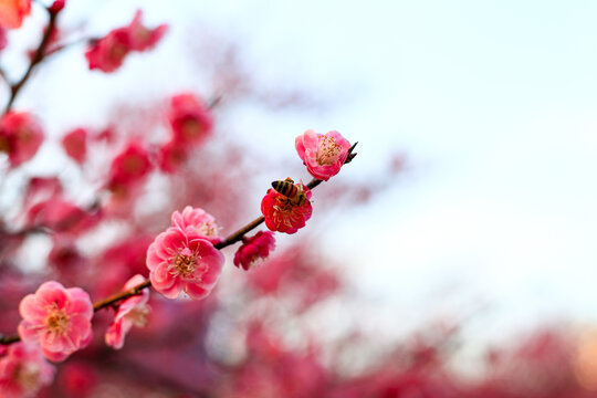 红梅花开