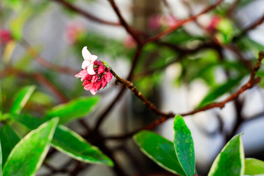 瑞香花