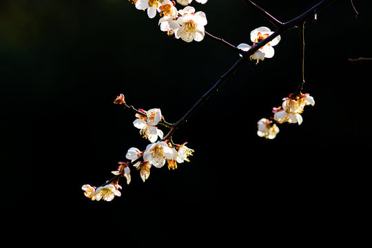 白梅花