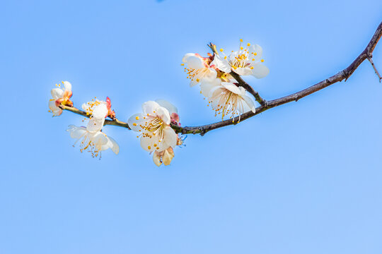 白梅花