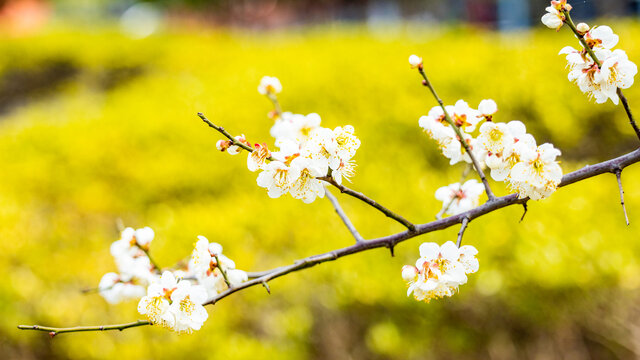 白梅花