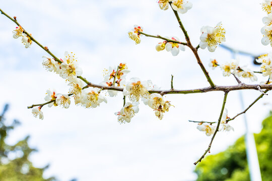 白梅花