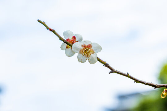 白梅花