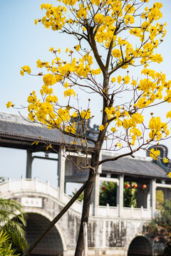 黄花风铃木