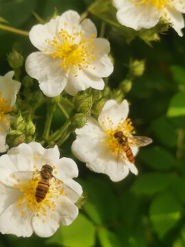 野蔷薇和蜜蜂