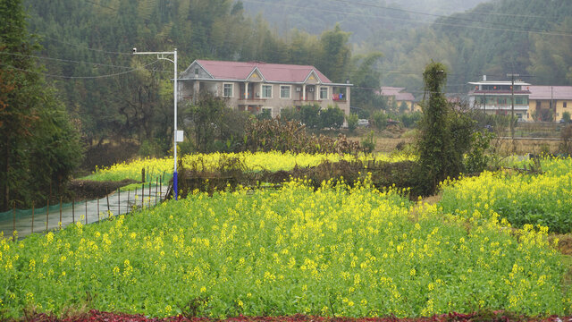 油菜花开