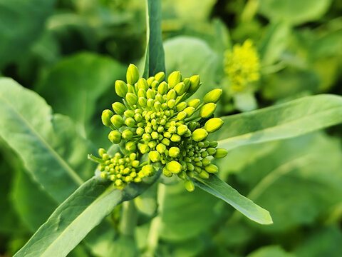 乡村油菜花