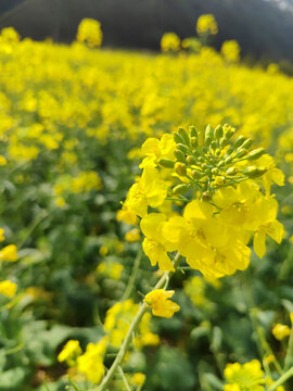 乡村油菜花