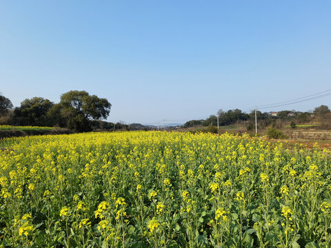 油菜花