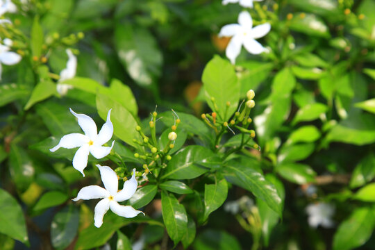 银丝茉莉