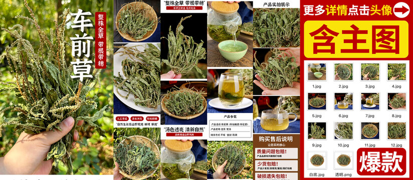 車前草詳情