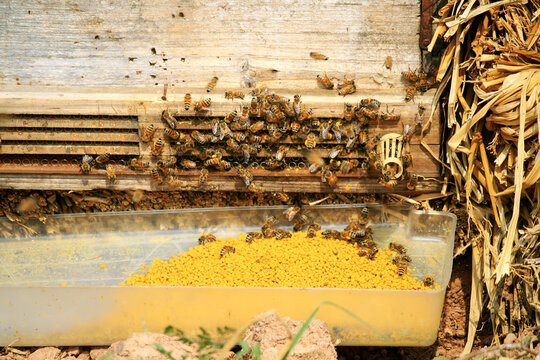 蜂蜜蜂箱