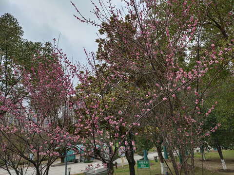 红梅花