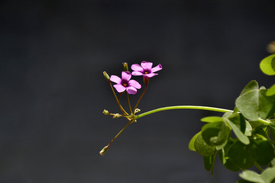 红花酢浆草