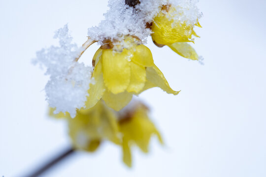 踏雪寻梅