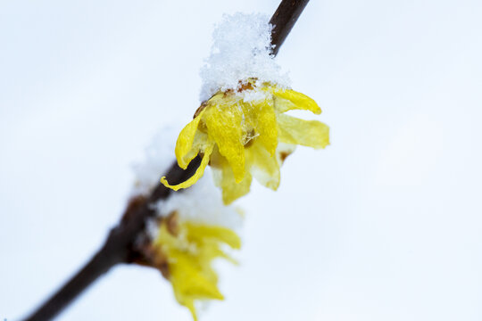 雪中腊梅