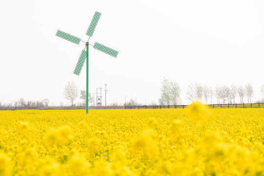 油菜花与风车