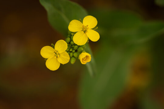 油菜花微距特写