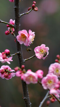 梅花与蜜蜂