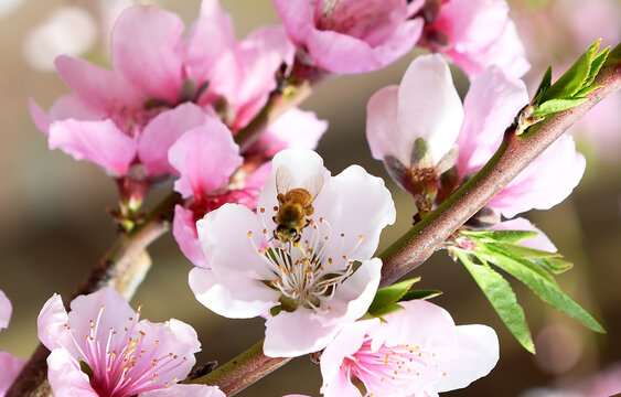 蜜蜂在桃花间采蜜